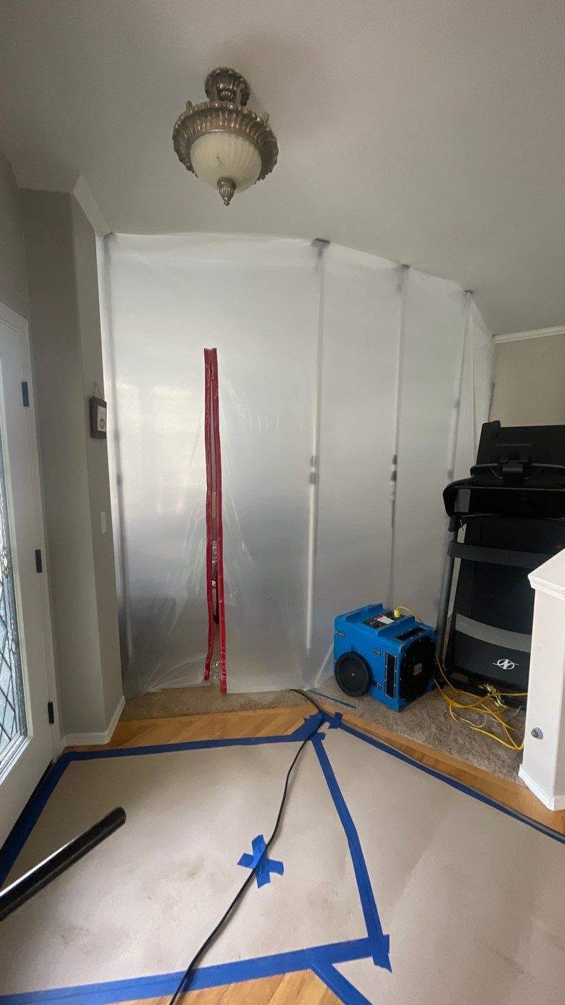 mold removal service