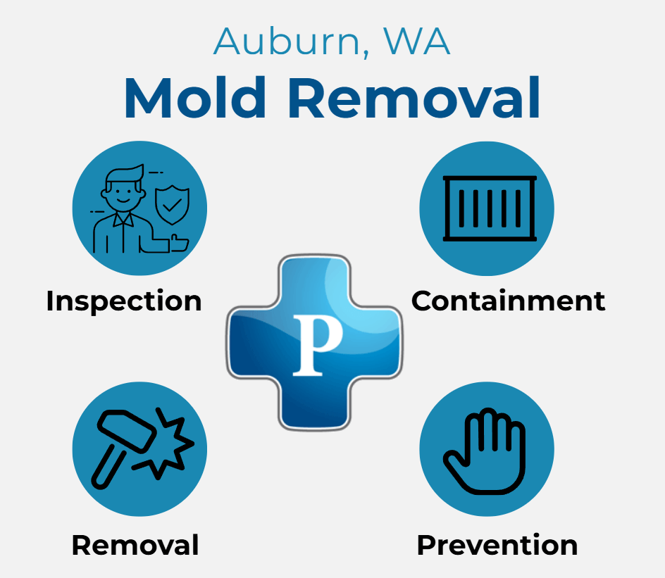 Infographic for Mold Removal Services in Auburn, WA